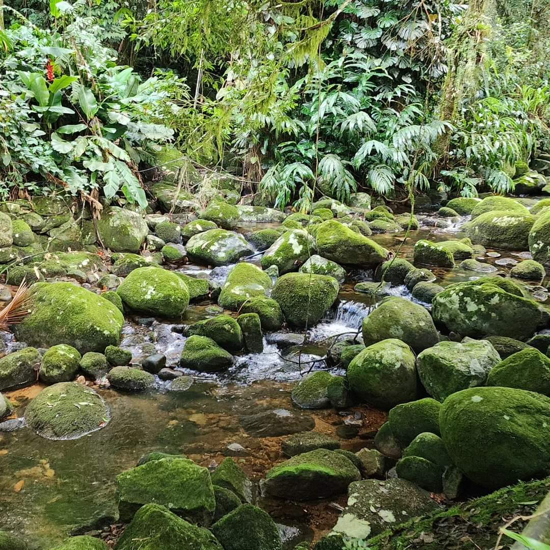 A contribuição do Movimento Escoteiro com a Fundação Brasileira para a Conservação da Natureza