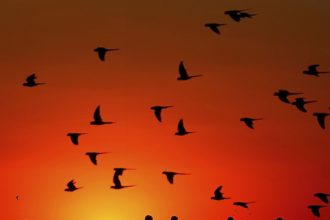 o que nos torna humanos