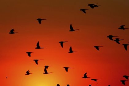 o que nos torna humanos